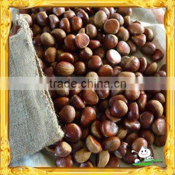 hotsale! fresh chestnut from Liaoning