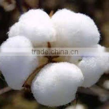 RAW COTTON