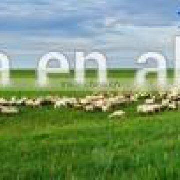 Solar Power Farm Electric Fence Energizer for Cattle,cows,lamb,horse photo-2