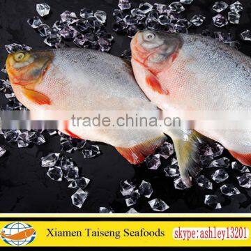 Competitive Price for Frozen Red Pomfret or Pacu