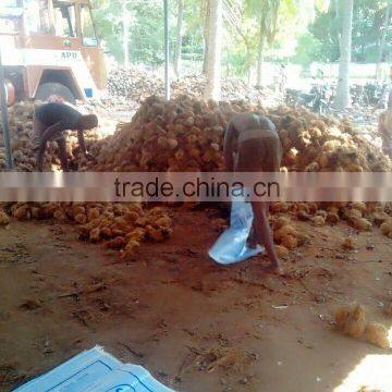 Fresh Coconuts From Kerala photo-3