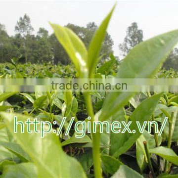 Green tea in Moc Chau