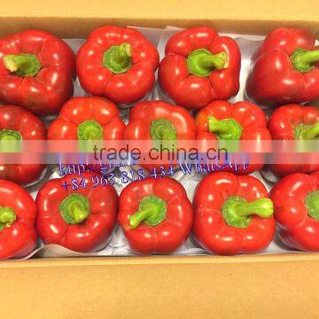 FRESH CAPSICUMS / BELL PEPPER from viet nam