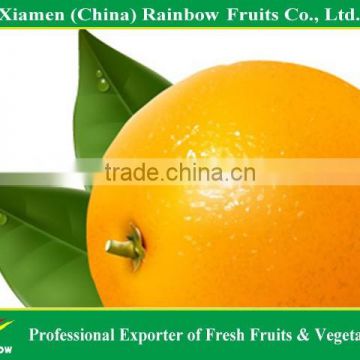 Fresh Navel Orange Mandarin Fresh Orange Chinese Kino Pakistani Kino