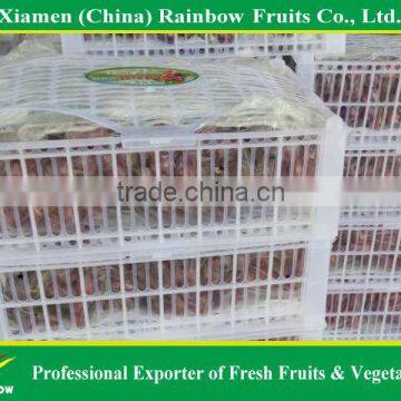 fresh Red Sweet seeded grape fruit export from China