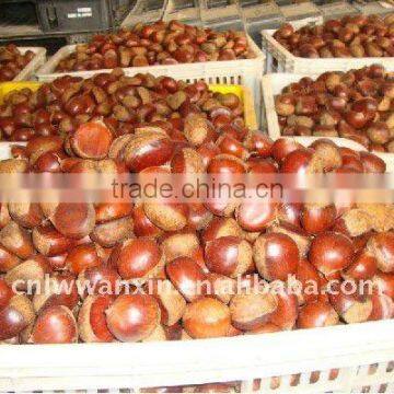 dandong chestnut