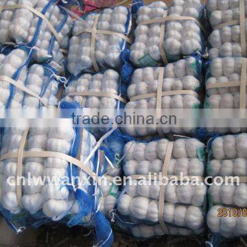 1kg mesh bag,10kg carton fresh garlic