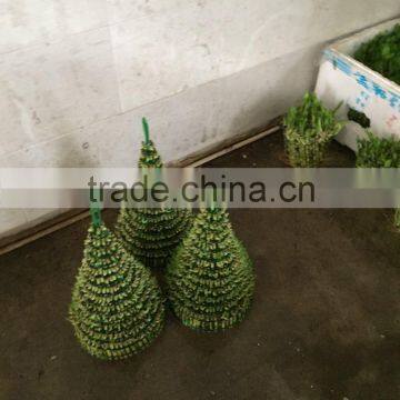 Tower Shape Dracaena Sanderiana Sander photo-2