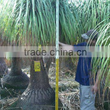 Beaucarnea Recurvata Lem Nolina Recurvata of Outdoor Landscape Ornamental Decorative Trees Plants