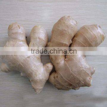 2016 Crop Air Dried Ginger at Good Price photo-3
