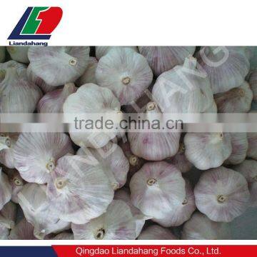 Wholesale High Quality Chinese Garlic