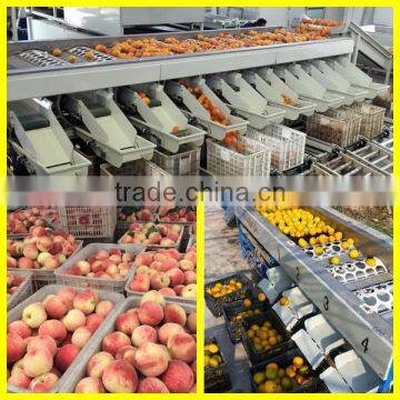 High Efficiency Round Fruit Sorting Grading Machine [customize Accepted] photo-2