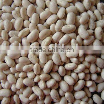 Organic white kidney bean