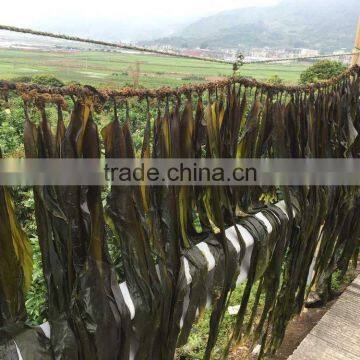 Hot Kelp Raw Material,Dry Laminaria