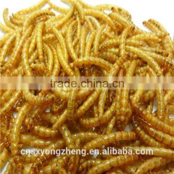 Dried Mealworm for Backyard Chicken with good price