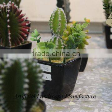 Mini Succulent Plants Potted Plants for Decoration