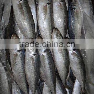 Frozen horse mackerel