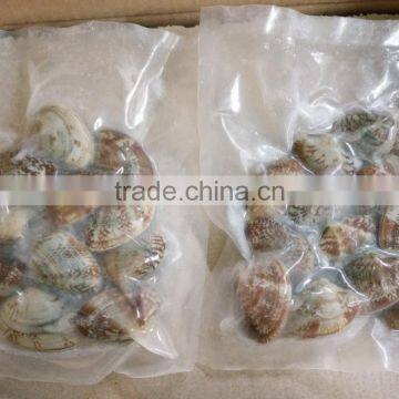 VACCUM CLAM WITH SHELL IN PLAIN BAG IN ANY WEIGHT