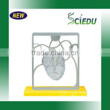 Biology Anatomical Human Heart Model