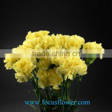 Cut fresh Yellow Carnation flowers glitzy global after sale service named from China with competitive Price