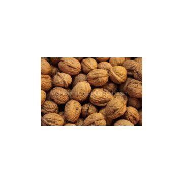 Walnut in Shell and Kernel