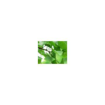Ginkgo Biloba Extract
