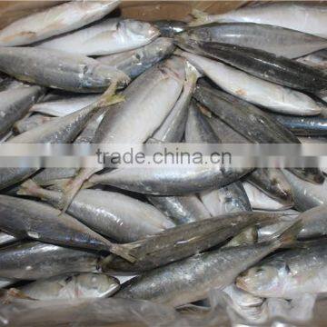 horse mackerel fish