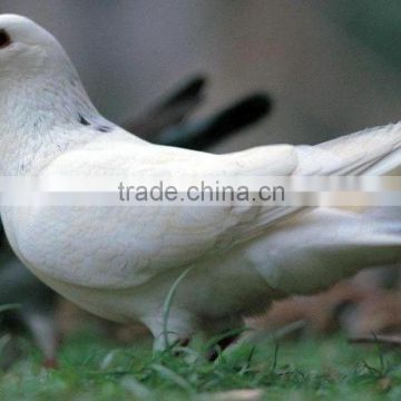 direct manufacture pigeons cages