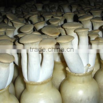 Dried Coprinus Comatus Mushroom China