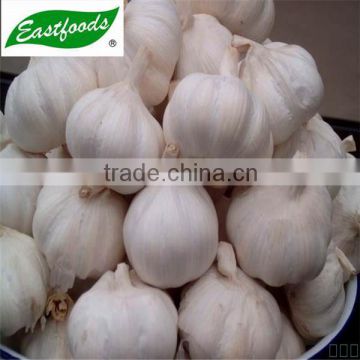 Chinese Shandong Fresh Garlic