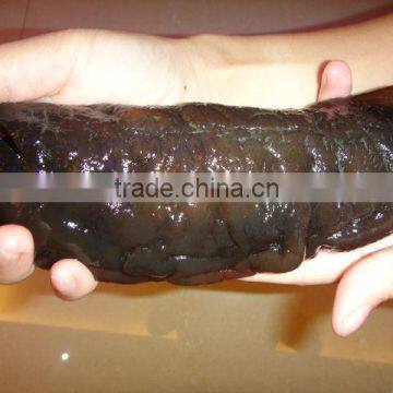 FROZEN CLEANED SEA CUCUMBER photo-3