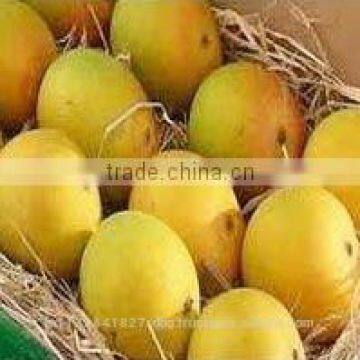 Fresh Mango Exporter In India