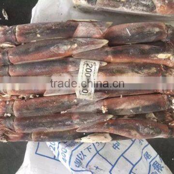 2016 hot sale Newly 200-300g/pcs Sea Frozen W/R Illex squid