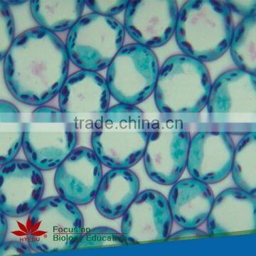 Best selling Biological Botany Apple Epidermis individual slides Microscope Prepared Slides From 100% Factory