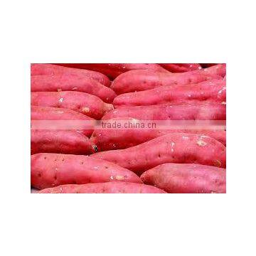 JAPANESE SWEET POTATO HIGH QUALITY, GOOD PRICE