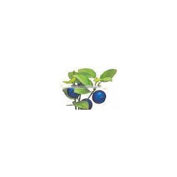 BNP High quality competitive price Bilberry extract