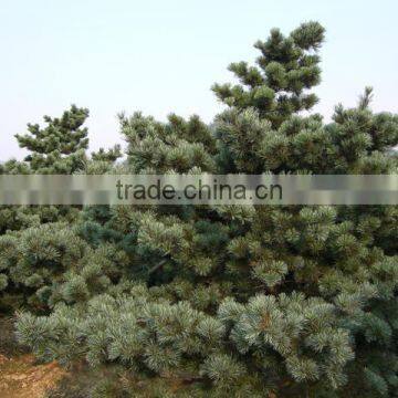 The decoration plant Pinus parviflora seedling