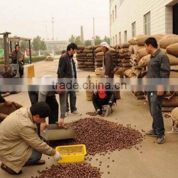 Hot Sale Top Quality Bulk Raw Chestnuts for Sale