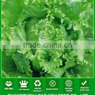 MLT06 Yidali green lettuce seeds, high quality lettuce seeds for sale