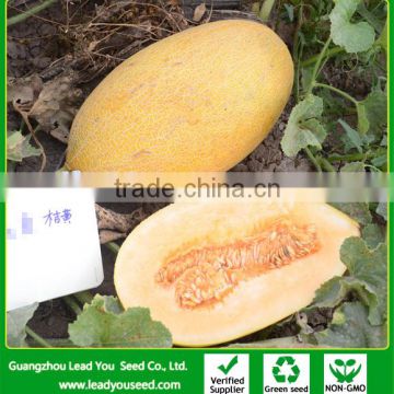 SM03 Padihu very sweet f1 hybrid hami melon seeds, fruit seeds for planting