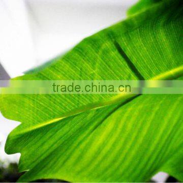 Y8463-7-1LS ( 2014 Hot Sale Factory Direct Extra Large Banana Trees for Hotel Decoration ) photo-3