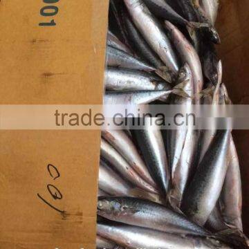 China Suppliers of frozen mackerel