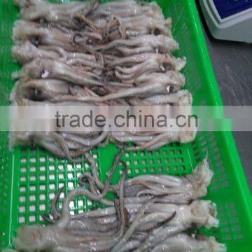 Frozen Tweed Bait Squid Heads photo-5