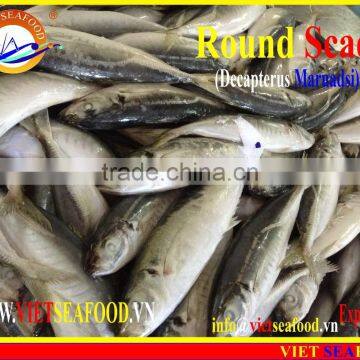 FROZEN MARUADSI (ROUND SCAD) photo-2