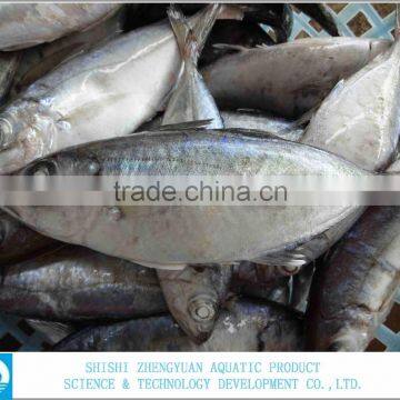 Sea Foood Big Eye Frozen Horse Mackerel photo-3