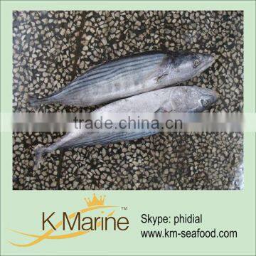 2015 Tuna Factory Supply Raw Tuna Sea Frozen