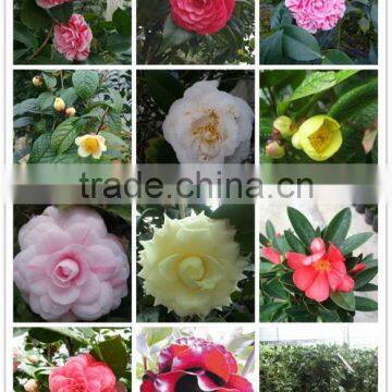 Camellia varieties