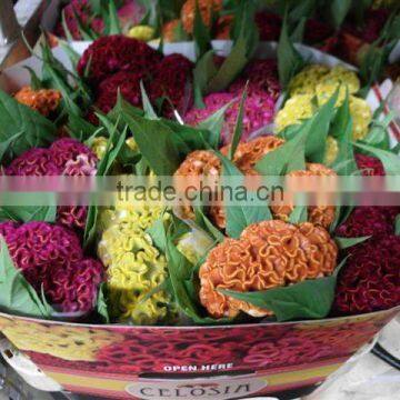 Celosia