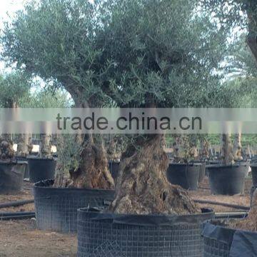 Olive Tree - Olea Europaea Regional Ejemplar photo-3