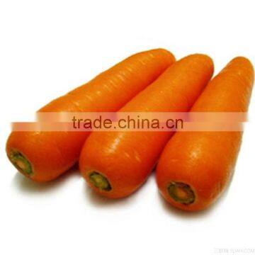 New crop carrot fresh vegetables baby carrots for wholesales